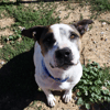 Dogi (en cours d'adoption)