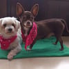 Tuli et Pirata