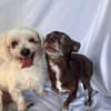 Tuli et Pirata