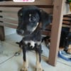 MAGGIE, une boule d'amour