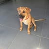 BANDIT est un chouette lascar