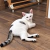 domino