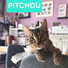 PITCHOU À ADOPTER AVEC UN COPAIN CHAT
