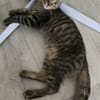 PITCHOU À ADOPTER AVEC UN COPAIN CHAT