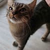 PITCHOU À ADOPTER AVEC UN COPAIN CHAT