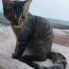 PITCHOU À ADOPTER AVEC UN COPAIN CHAT