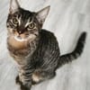 PITCHOU À ADOPTER AVEC UN COPAIN CHAT