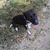 Zélie, Femelle, X Berger, née le 01/01/2023 🐶