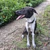 Zélie, Femelle, X Berger, née le 01/01/2023 🐶