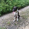 Zélie, Femelle, X Berger, née le 01/01/2023 🐶