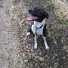 Zélie, Femelle, X Berger, née le 01/01/2023 🐶