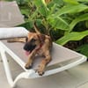 Belle, Femelle, X Berger, née le 03/04/2026 🐶
