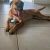 Belle, Femelle, X Berger, née le 03/04/2026 🐶