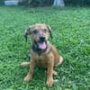 Brieg, Mâle, X Berger, né le 05/07/2026 🐶