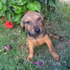 Brieg, Mâle, X Berger, né le 05/07/2026 🐶