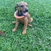 Brieg, Mâle, X Berger, né le 05/07/2026 🐶