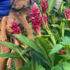 Brieg, Mâle, X Berger, né le 05/07/2026 🐶