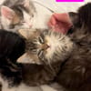 VELOURIA ET FICELLE À ADOPTER ENSEMBLE