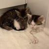 VELOURIA ET FICELLE À ADOPTER ENSEMBLE