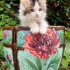 VELOURIA ET FICELLE À ADOPTER ENSEMBLE