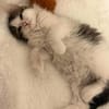 VELOURIA ET FICELLE À ADOPTER ENSEMBLE