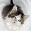 VELOURIA ET FICELLE À ADOPTER ENSEMBLE