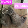 NUAGE ET PERLUNE À ADOPTER ENSEMBLE