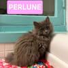 NUAGE ET PERLUNE À ADOPTER ENSEMBLE