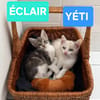 ÉCLAIR ET YÉTI A ADOPTER ENSEMBLE