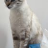 FIONNULA À ADOPTER EN DUO OU AVEC UN CHAT DÉJÀ CHEZ VOUS