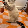 FIONNULA À ADOPTER EN DUO OU AVEC UN CHAT DÉJÀ CHEZ VOUS