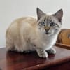 FIONNULA À ADOPTER EN DUO OU AVEC UN CHAT DÉJÀ CHEZ VOUS