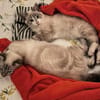 FIONNULA À ADOPTER EN DUO OU AVEC UN CHAT DÉJÀ CHEZ VOUS