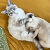 ABYSSE À ADOPTER EN DUO OU SEUL SI DÉJÀ UN CHAT PRÉSENT CHEZ VOUS