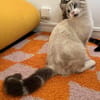 ABYSSE À ADOPTER EN DUO OU SEUL SI DÉJÀ UN CHAT PRÉSENT CHEZ VOUS