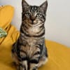VALENCIA À ADOPTER EN DUO OU SEULE SI DÉJÀ UN CHAT PRÉSENT CHEZ VOUS
