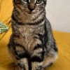 VALENCIA À ADOPTER EN DUO OU SEULE SI DÉJÀ UN CHAT PRÉSENT CHEZ VOUS