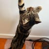 VALENCIA À ADOPTER EN DUO OU SEULE SI DÉJÀ UN CHAT PRÉSENT CHEZ VOUS