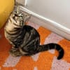 VALENCIA À ADOPTER EN DUO OU SEULE SI DÉJÀ UN CHAT PRÉSENT CHEZ VOUS