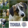 Verspielte TONIA sucht ein liebevolles Zuhause 🐾❤