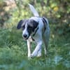 Verspielte TONIA sucht ein liebevolles Zuhause 🐾❤