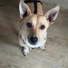 Barry - ein kleiner Kuschelkönig sucht sein Für-immer-Zuhaus