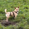 Barry - ein kleiner Kuschelkönig sucht sein Für-immer-Zuhaus