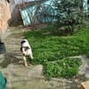LASSIE - geb. ca. 06/2020 - Beagle Mix