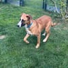 Welpenbub TIMMY  sucht sein Für-immer-Zuhause