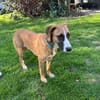 Welpenbub TIMMY  sucht sein Für-immer-Zuhause