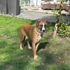 Welpenbub TIMMY  sucht sein Für-immer-Zuhause