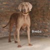 BIMBA