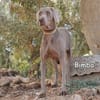 BIMBA
