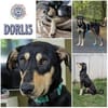 DORLIS * bezauberndes Hundemädchen